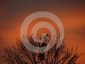 Stunning artistic image of a silhouette of a dry branch tree over orange sunset.