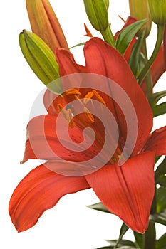 Stunning Asiatic Lily Bloom