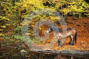 Stunning Autumn Fall colorful vibrant woodland landscape with wild pony by lake