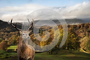 Stunning Autumn Fall landscape of woodland in with majestic red deer stag Cervus Elaphus in foreground