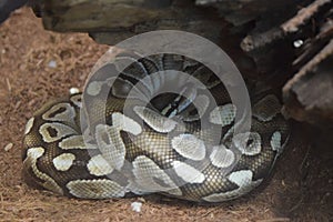 Stunning ball phyton laying twisted on the ground