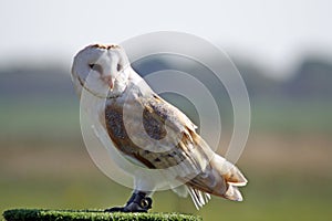 Stunning barn owl