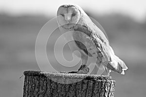 Stunning barn owl