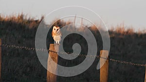 A stunning Barn Owl, Tyto alba, perched on a fence post early morning. It is hunting along the edge of the field for food.