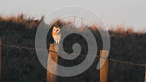 A stunning Barn Owl Tyto alba perched on a fence post early morning. It is hunting along the edge of the field for food.