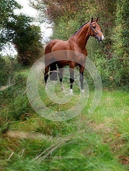 Stunning Bay Stallion