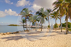 Stunning beach lined with majestic palm trees