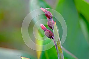 Stunning Beautiful Canna Lily Buds