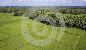 Stunning beautiful landscape aerial view of Bali rice field and jungle palm tree farm with volcano Agung in the background in agri