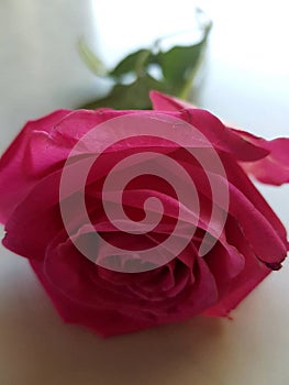 Stunning beautiful red rose on stem