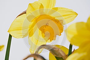 Stunning and beautiful yellow daffodil.  Hi key image