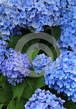 Stunning beauty of blue Hydrangea
