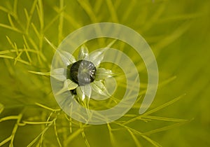 Flower bud of Nigella damascena - love-in-a-mist