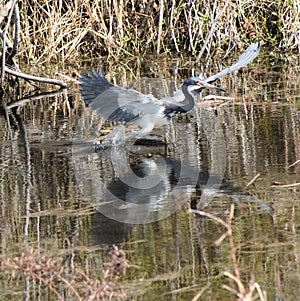 Stunning beauty exhibited in this very handsome Tri-colored Heron while feeding.