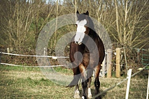 Stunning big horse with pure white face standing in a field