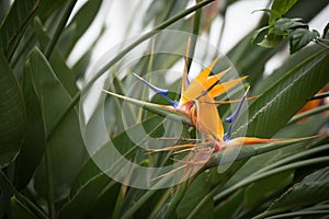 Stunning Bird of Paradise flower