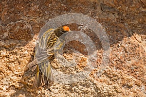 Stunning bird photo. Red-fronted serin Serinus pusillus on the rock