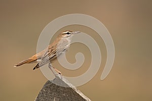 Stunning bird photo. Rufous-tailed scrub robin / Cercotrichas galactotes