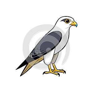 Stunning Black-Shouldered Kite Bird Artwork