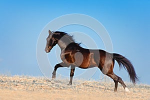 The stunning black stallion galloping across the field on a background of blue sky