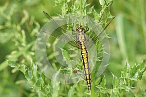 A stunning Black-tailed Skimmer Orthetrum cancellatum perching on a thistle plant.