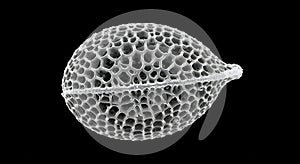 Microscopic radiolarian shell SEM view macro