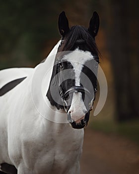 Stunning black and white pinto gelding horse in autumn forest