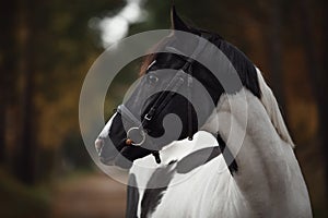 Stunning black and white pinto gelding horse in autumn forest