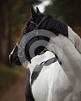 Stunning black and white pinto gelding horse in autumn forest