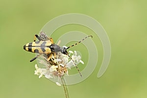A stunning Black and Yellow Longhorn Beetle Rutpela maculata formerly Strangalia maculata perched on a flower.