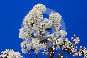 A stunning Blackthorn bonsai prunus spinosa a species of flowering plant in the rose family Rosaceae. Potted in an Erin pot