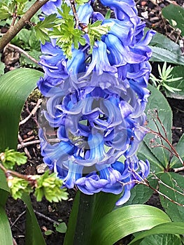 Stunning Blue Hyacinth in Burnley Lancashire