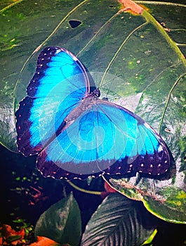 Stunning Blue Morpho butterfly in Branson