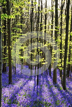 Stunning bluebell flowers in Spring forest landscape