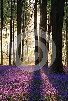 Stunning bluebell forest landscape image in soft sunlight in Spring