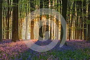 Stunning bluebell forest landscape image in soft sunlight in Spring