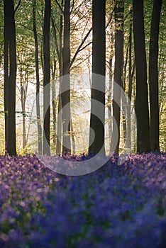 Stunning bluebell forest landscape image in soft sunlight in Spring