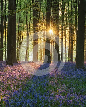 Stunning bluebell forest landscape image in soft sunlight in Spring