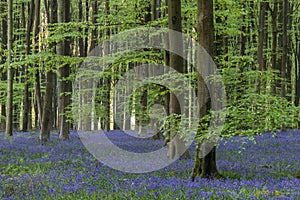 Stunning bluebell forest landscape image in soft sunlight in Spring