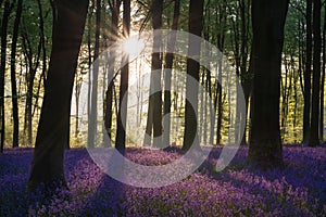 Stunning bluebell forest landscape image in soft sunlight in Spring