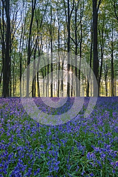 Stunning bluebell forest landscape image in soft sunlight in Spring