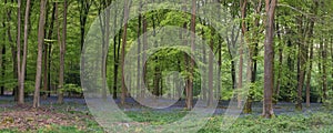 Stunning bluebell forest panoramic landscape image in soft sunlight in Spring