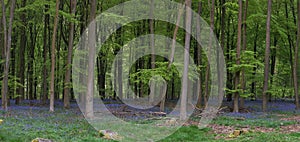 Stunning bluebell forest panoramic landscape image in soft sunlight in Spring