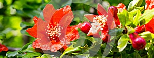 Stunning bright red flowers on pomegranate trees photo