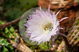 A stunning bright white tender echinopsis spiky cactus flower isolated on white, a natural wonder