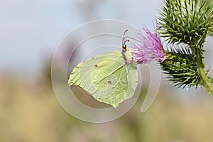 A stunning Brimstone Butterfly Gonepteryx rhamni nectaring on purple thistle.