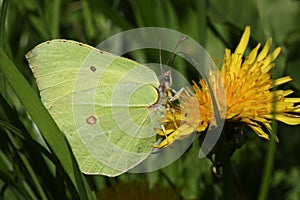 A stunning Brimstone Butterfly, Gonepteryx rhamni nectaring on a yellow Dandelion flower.