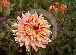 Stunning Bronze Dahlia Flower Blooming Large