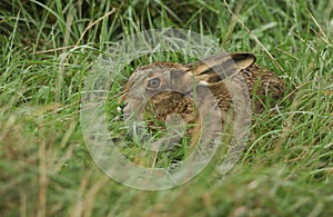 A stunning Brown Hare, Lepus europaeus, hiding in the long grass.