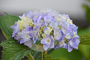 Stunning Budding White Tinged Hydrangea Flowers Blooming